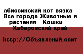 абиссинский кот вязка - Все города Животные и растения » Кошки   . Хабаровский край